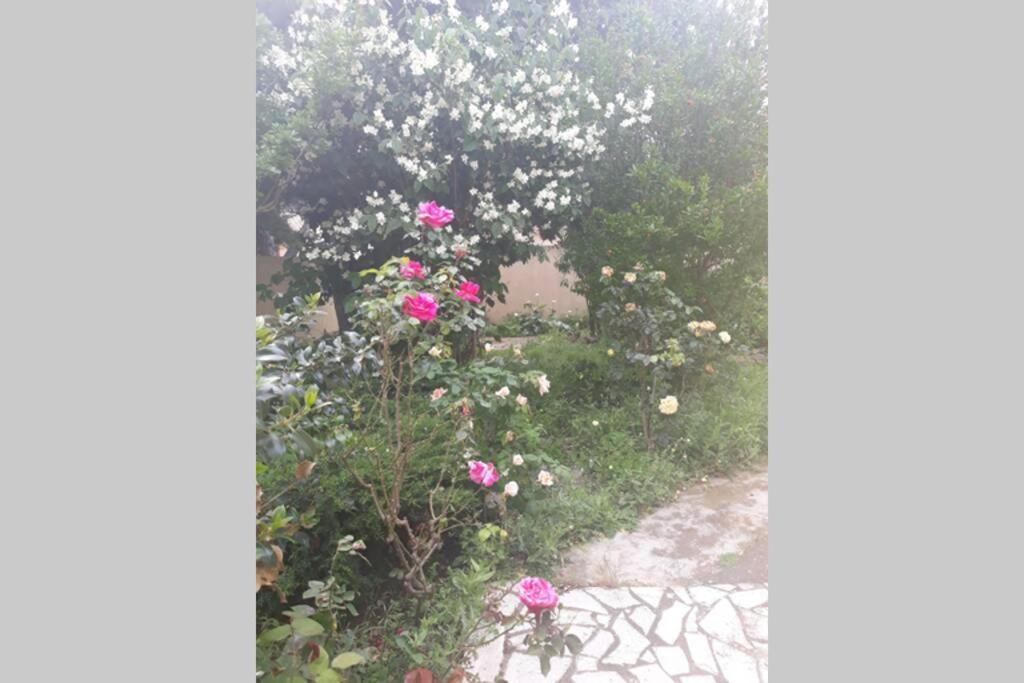 Villa 3 Etoiles Pres Des Plages, Parking, Wifi, Clim Sauvian Dış mekan fotoğraf